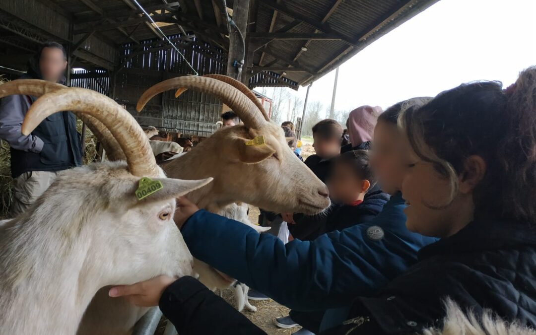 Une journée à la ferme pour les 6èmes